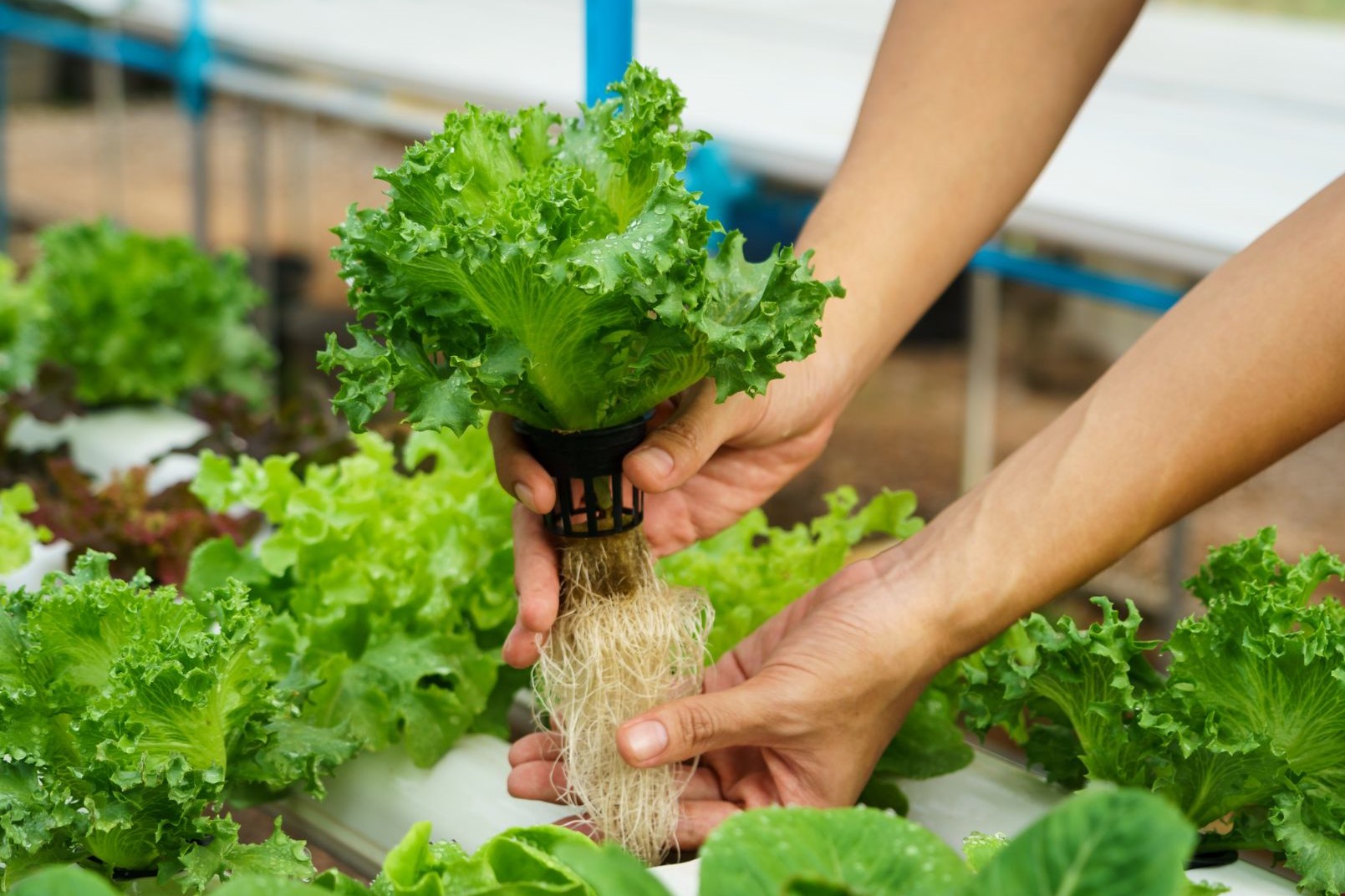 A Guide to Hydroponic Farming for Beginners