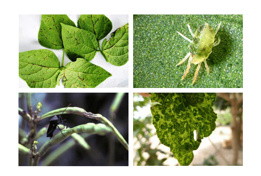 A Guide to Pest and Disease Management in Crops