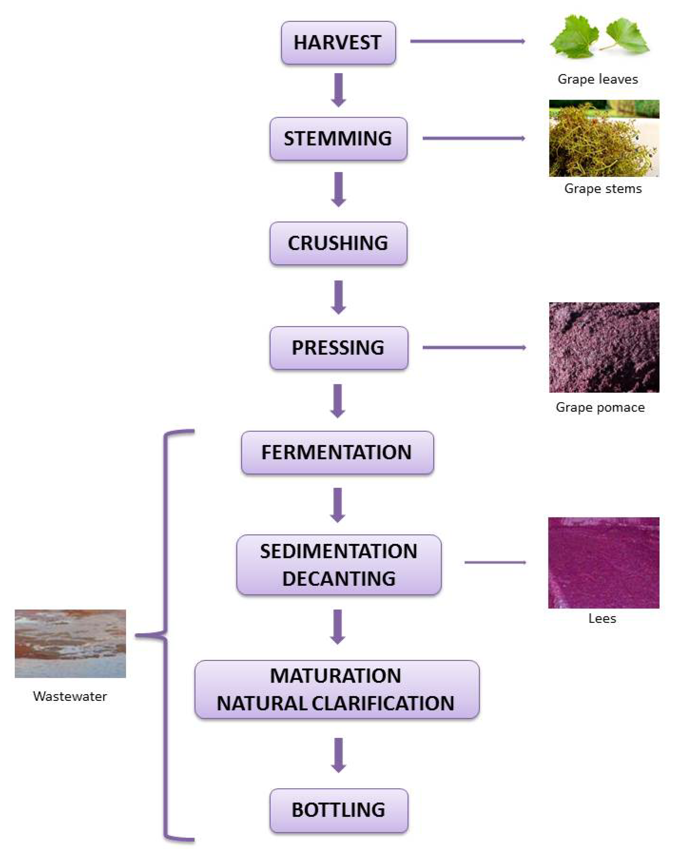 A Guide to Sustainable Wine Production