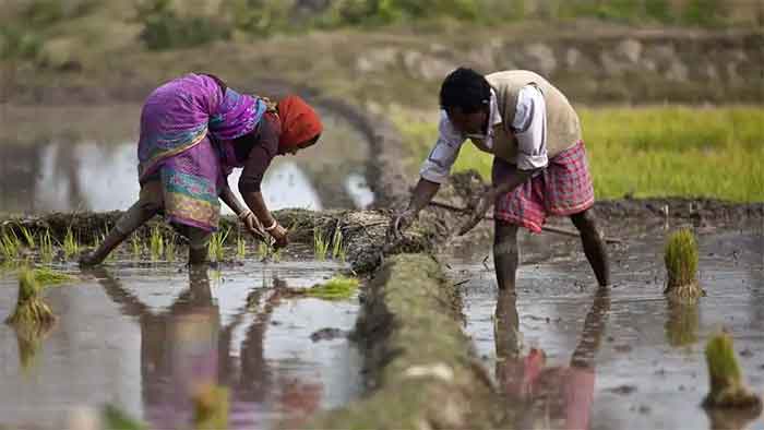 Agriculture and Indigenous Knowledge: Preserving Wisdom