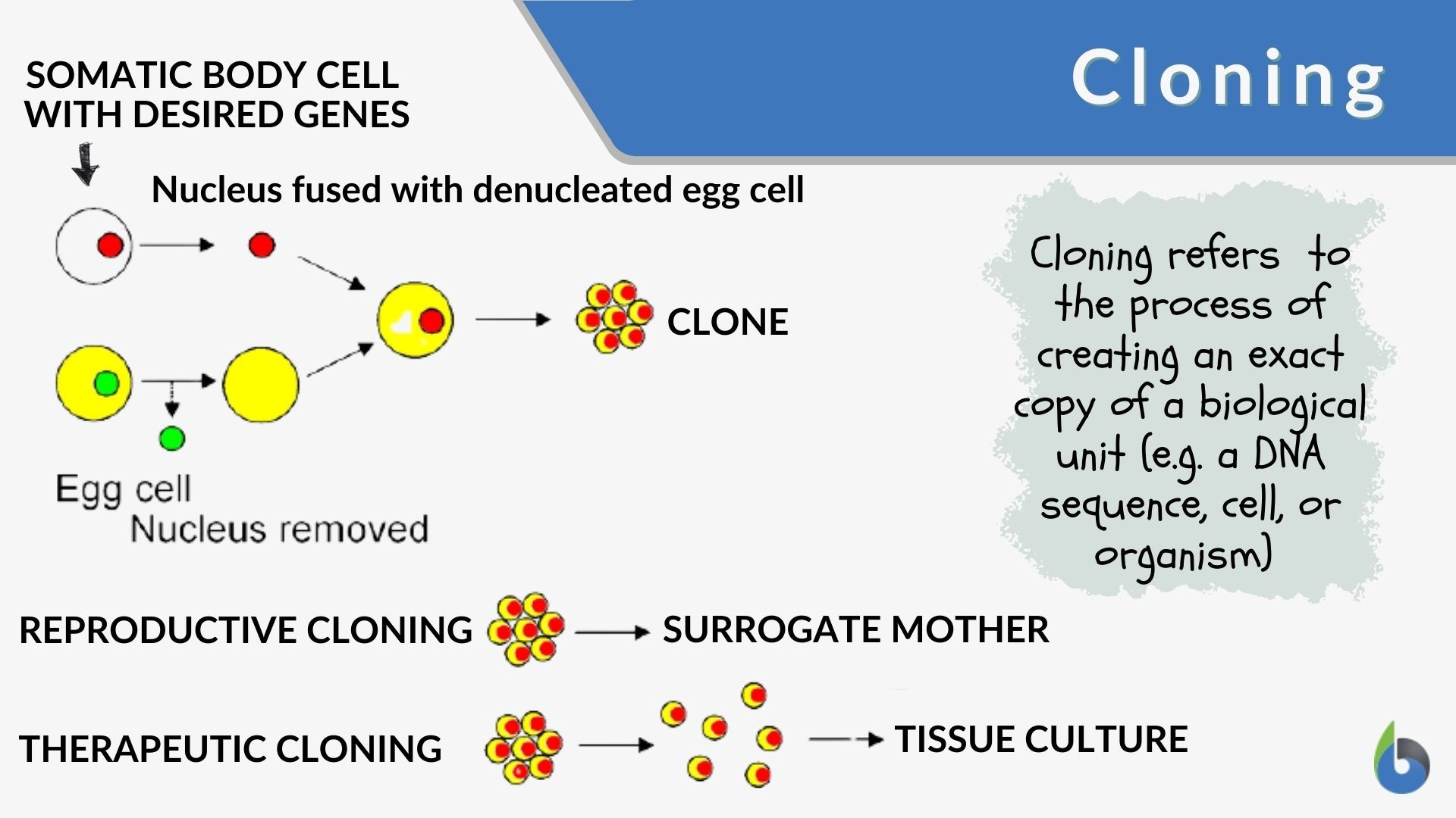 The Benefits and Risks of Cloning in Biotechnology