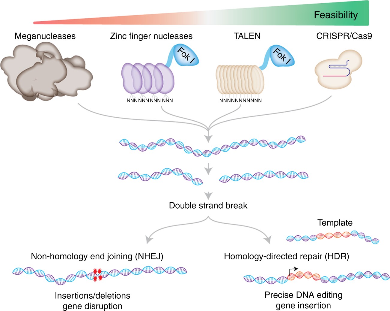 crispr-cas9-is-a-powerful-gene-editing-tool-that-allows-scientists-to-precisely-edit