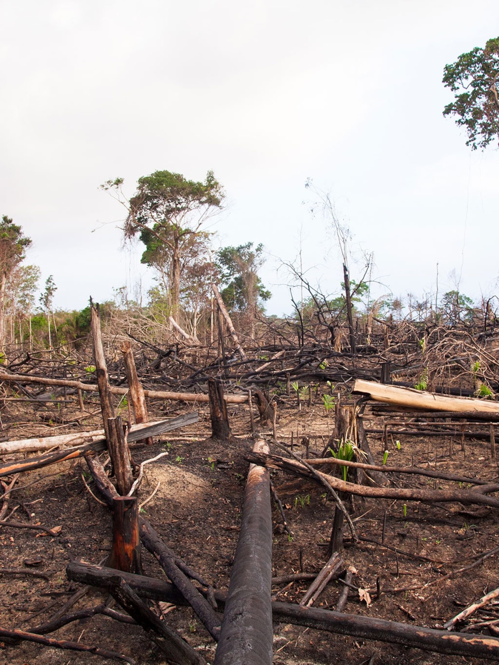 Deforestation and Climate Change: A Lethal Connection