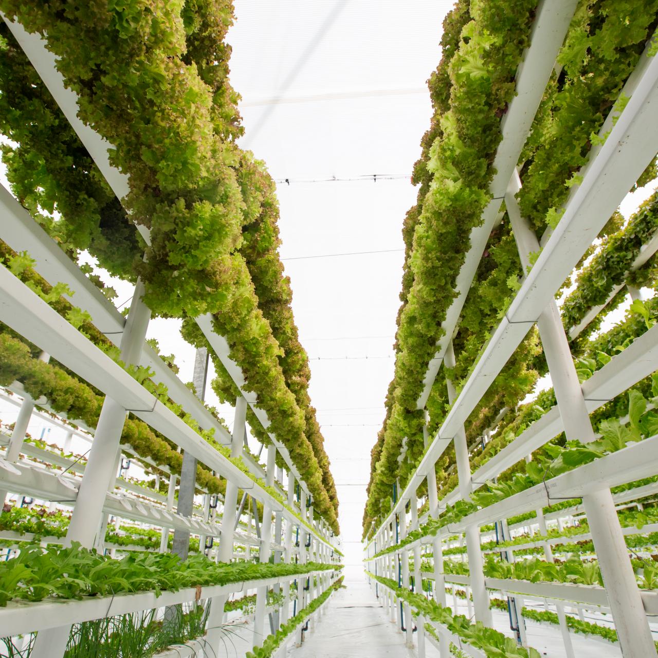 Exploring Vertical Farming: Growing Upwards for Sustainability