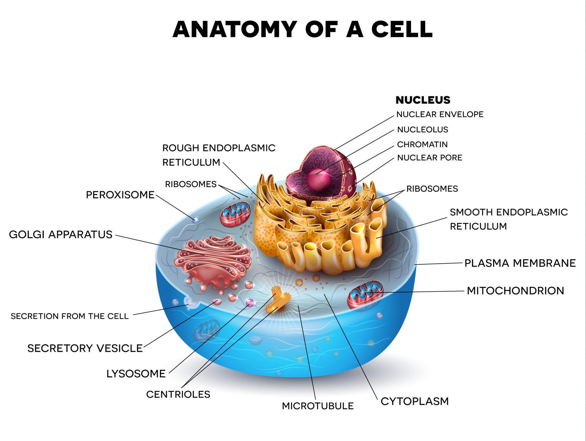 From Cells to Organisms: A Beginner’s Guide to Biology