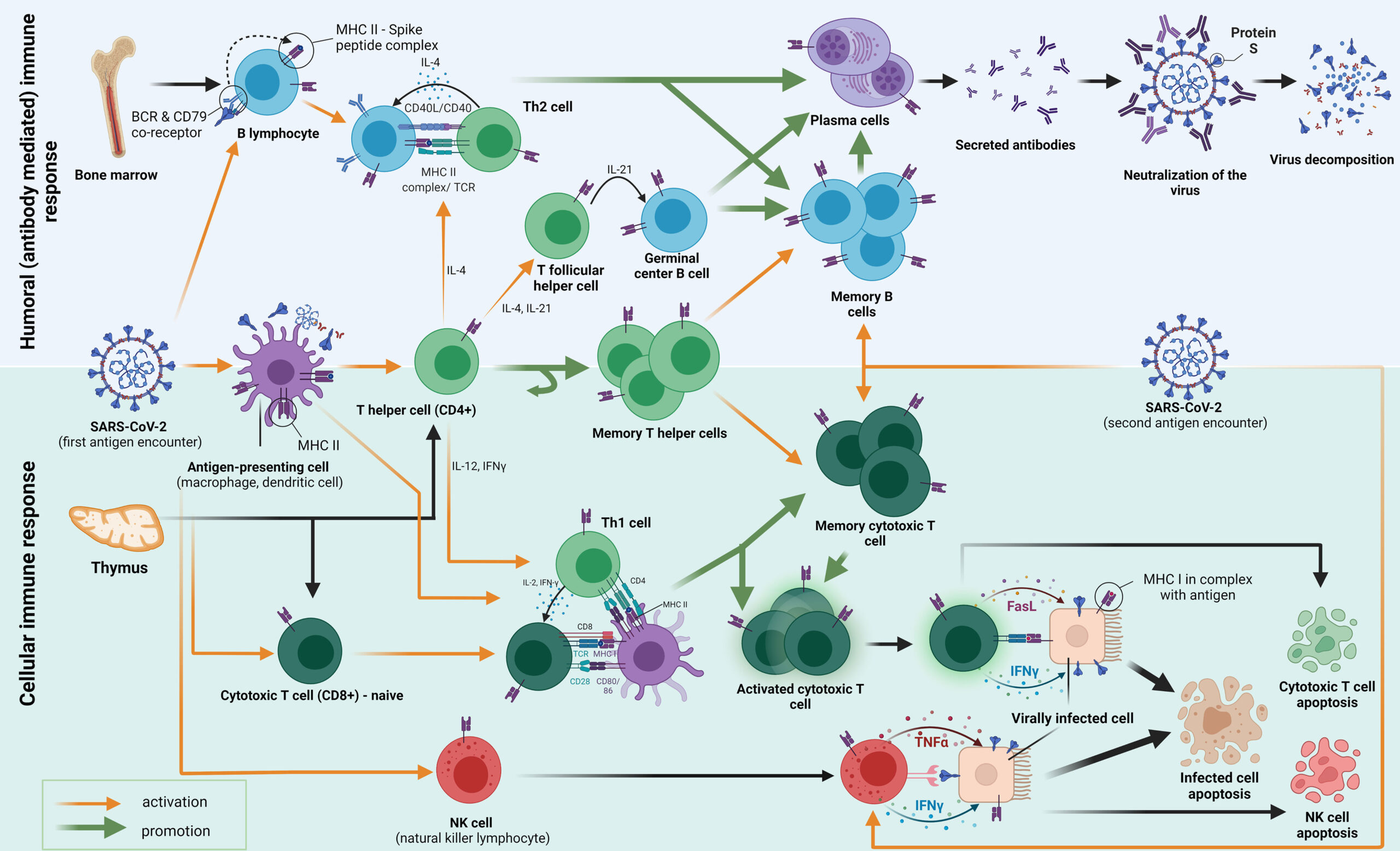 immune-function