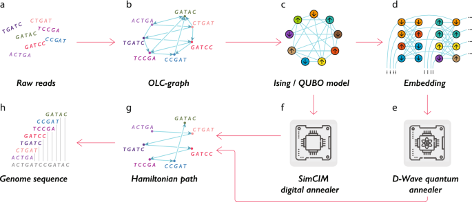 The Role of Quantum Computing in Genomics and Bioinformatics