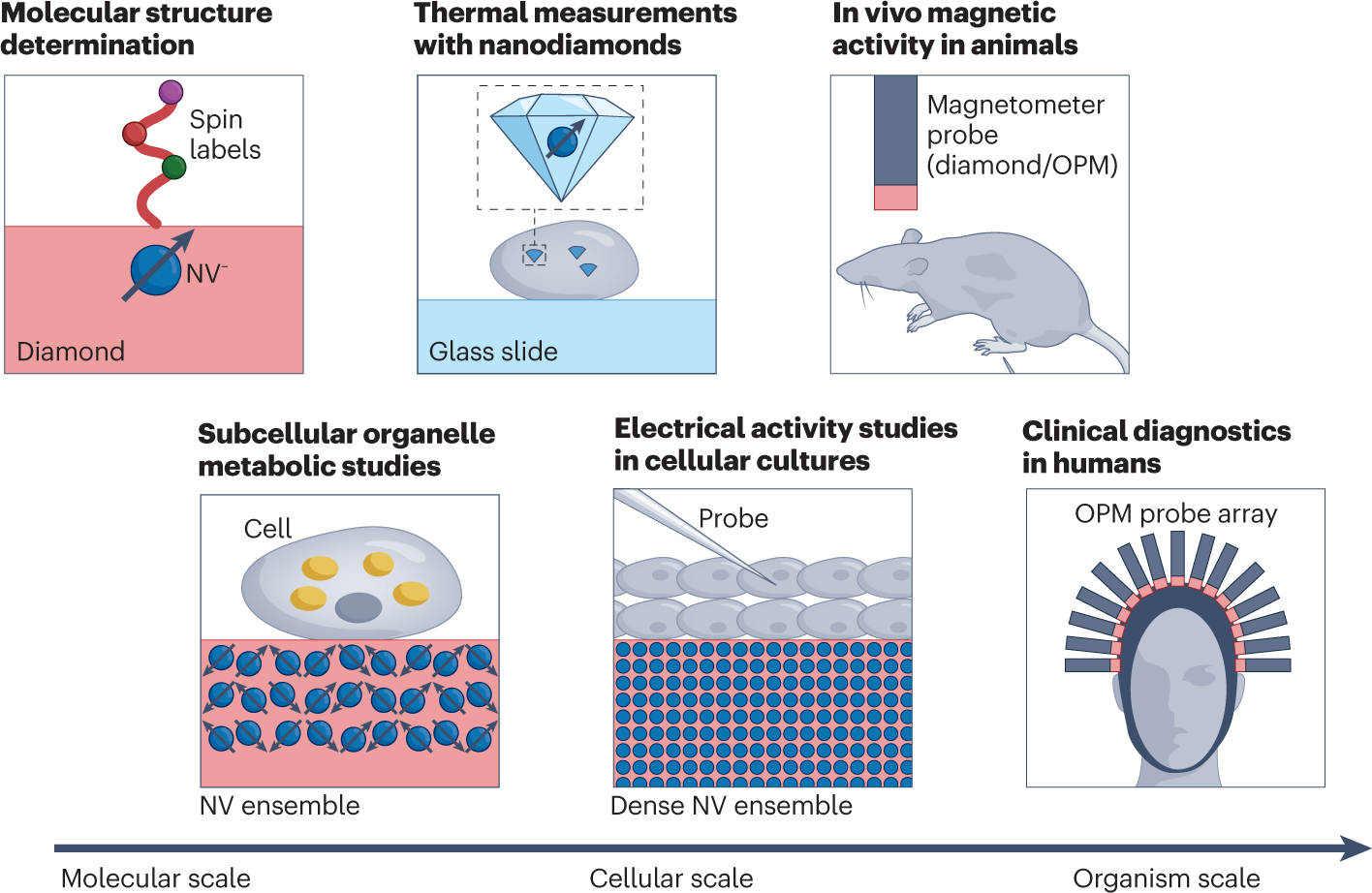 “Quantum Sensors in Biology and Medicine”