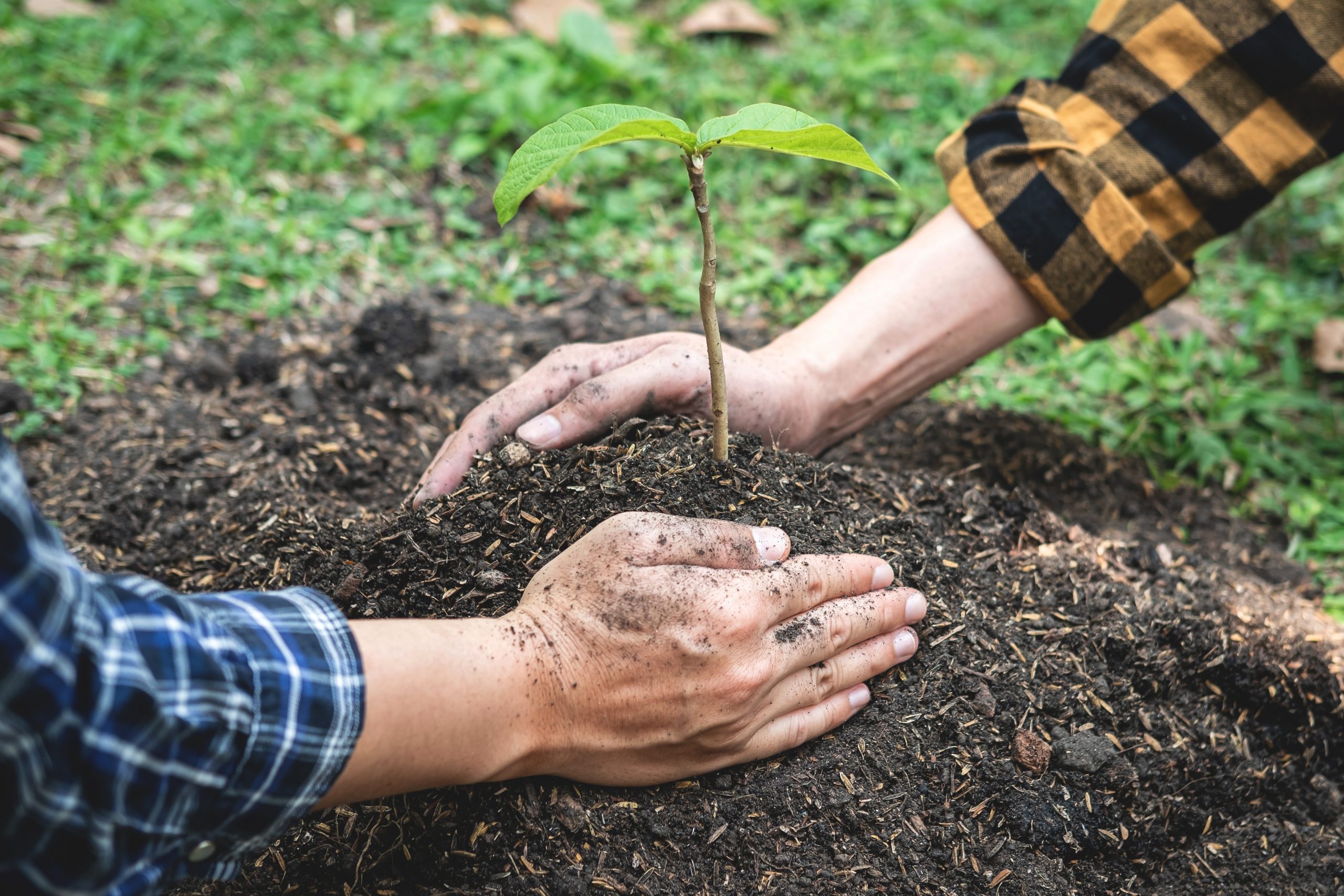 Reforestation and Afforestation: Restoring Carbon Sinks