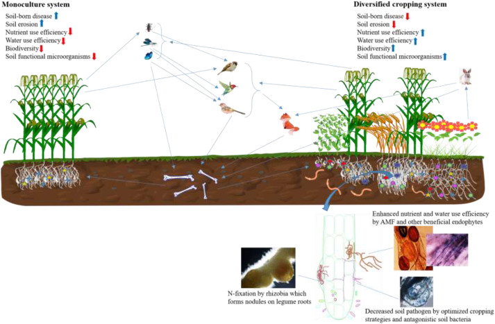 Systems Analysis for Agriculture: Enhancing Crop Yields