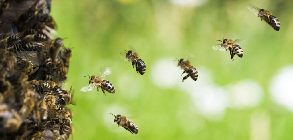 The Art of Beekeeping: Boosting Crop Pollination