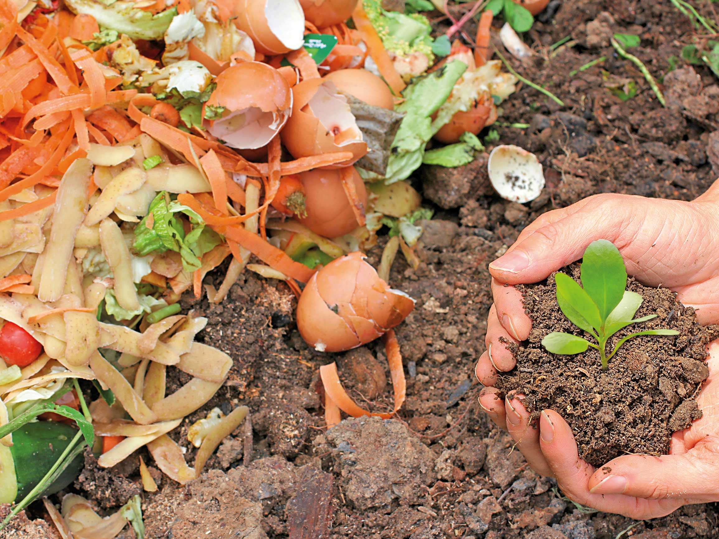 The Art of Composting: Turning Waste into Fertile Soil