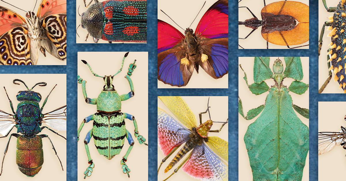 The Fascinating World of Insects: A Close Look at the Most Diverse Animal Group