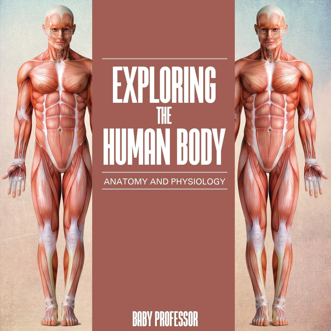 the-human-body-exploring-anatomy-and-physiology