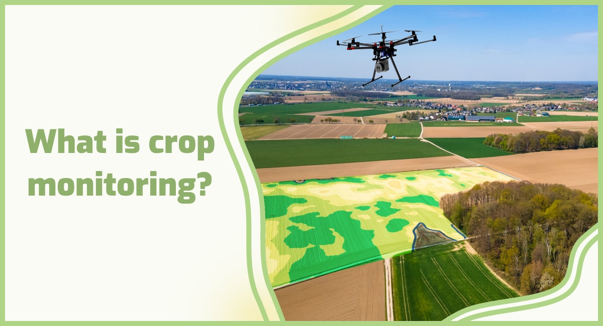 The Importance of Crop Monitoring and Management