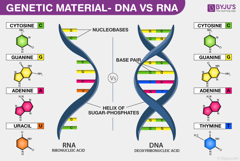 The Power of DNA: Understanding Genetics and Heredity