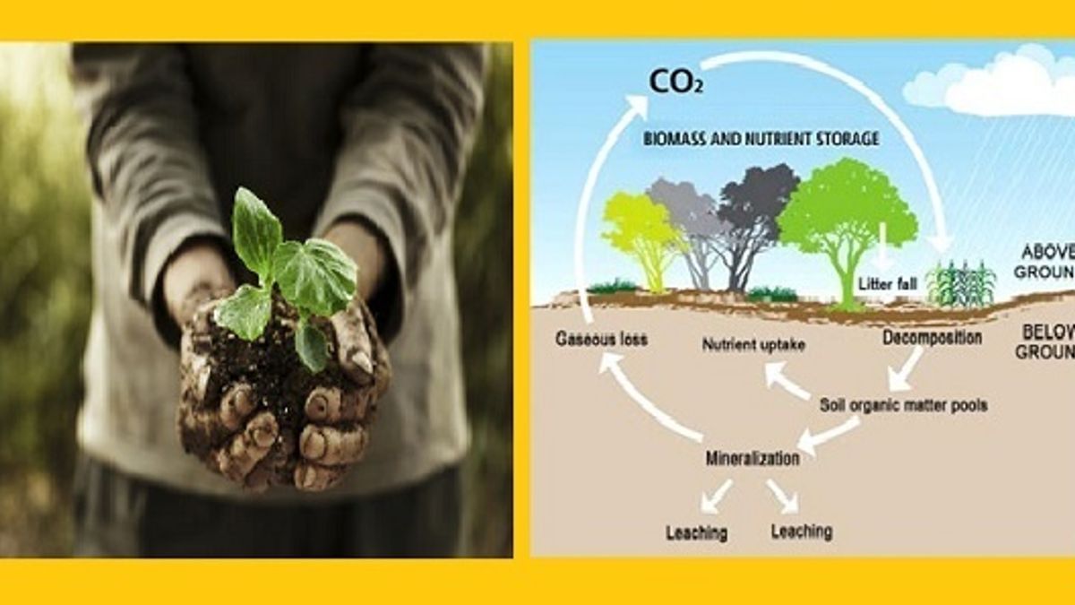 The Role of Agriculture in Carbon Sequestration