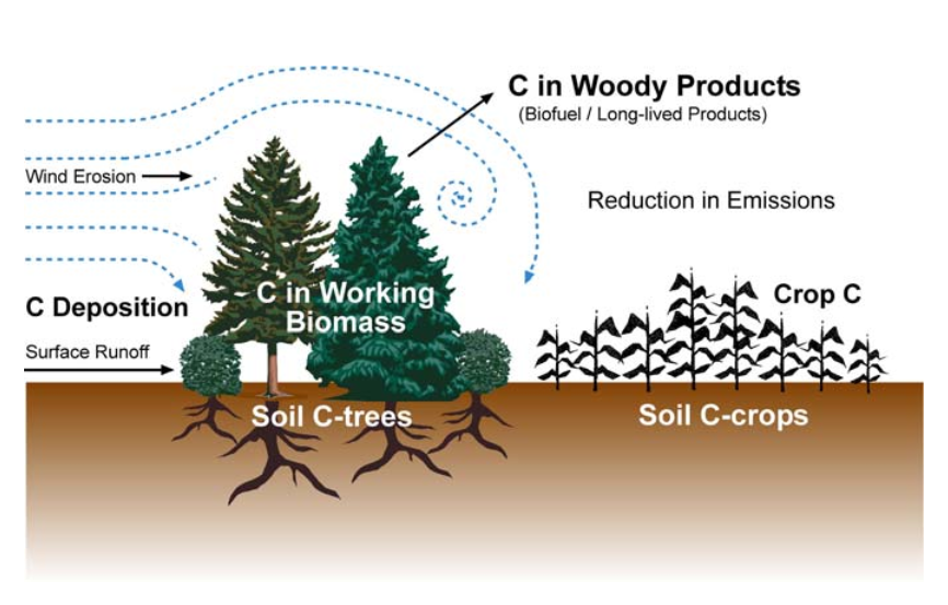 The Role of Agroforestry in Climate Change Mitigation