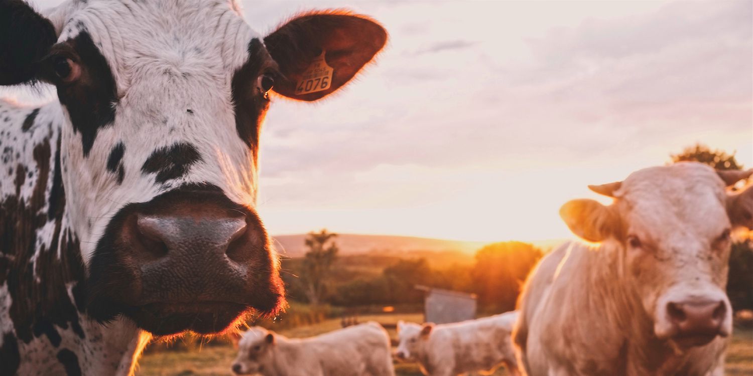 The Role of Livestock in Sustainable Farming