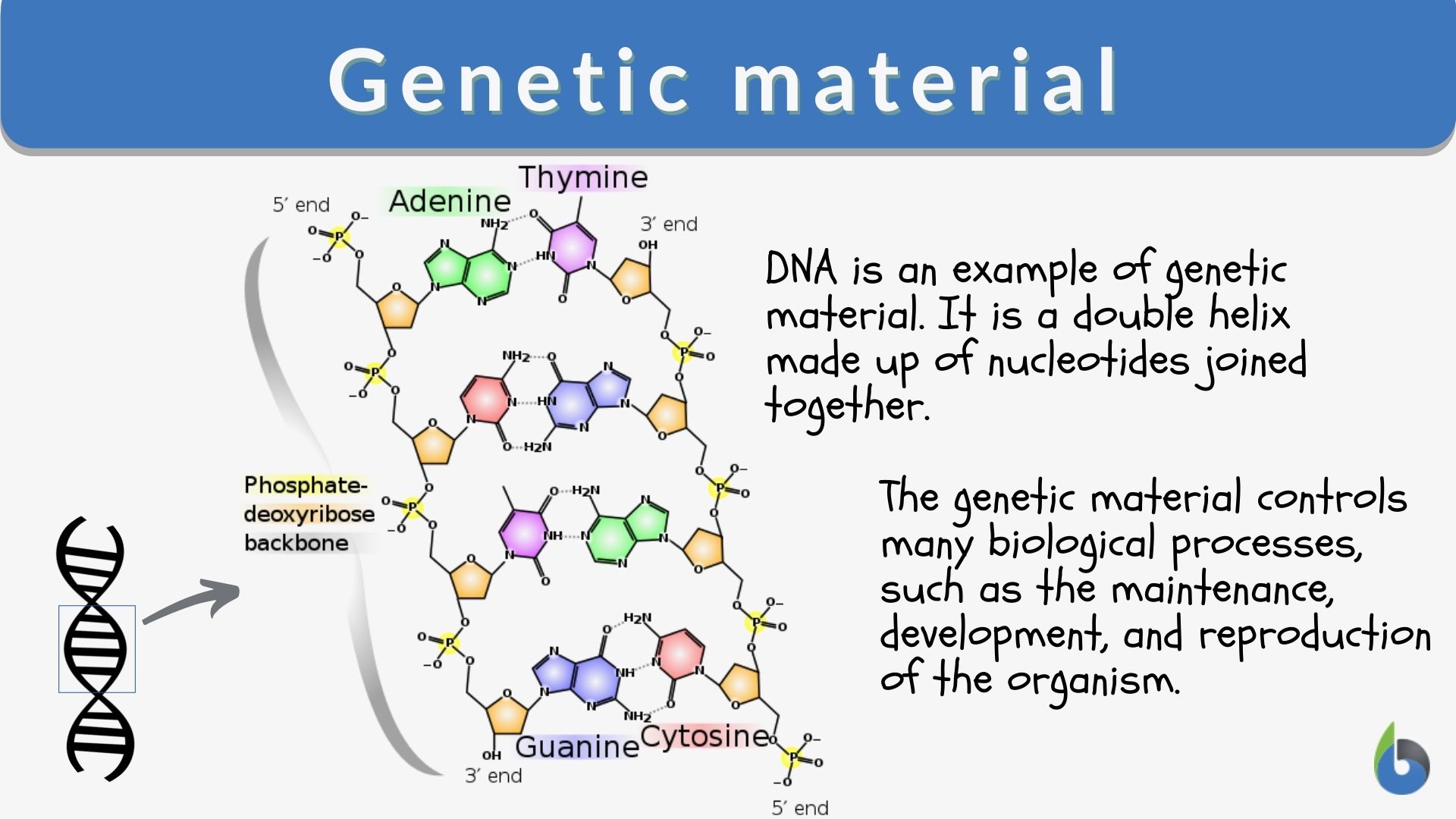 this-refers-to-the-genetic-material-that-is-passed-on-to-future-generations